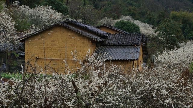 清遠陽山水浪花谷賞百畝李花，原生態峰林石山鄉村