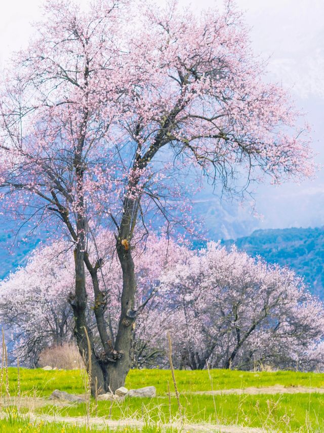 三月的林芝，浪漫至極的桃花仙境