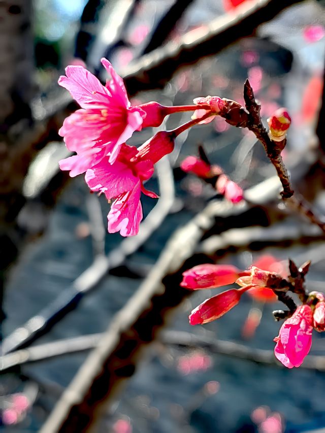 冬日暖陽，繁花似錦