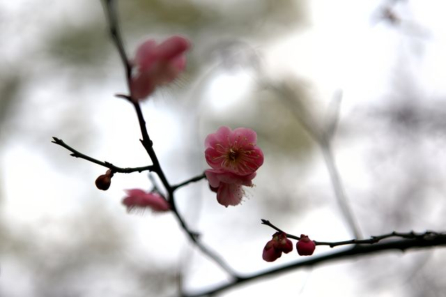 烁烁其華，匡河桃花