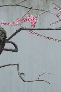 靜安雕塑公園上海市區賞梅好去處