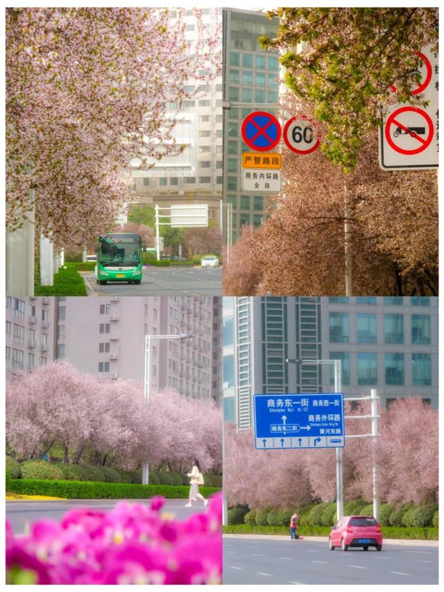 河南郑州的春天！你一定要來看看！
