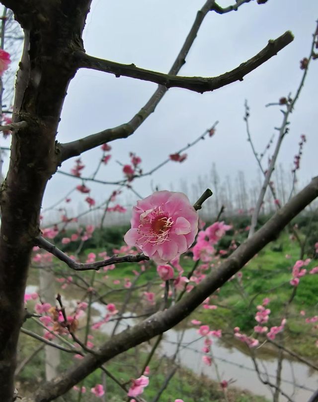 上海長興島，網紅丁字壩打卡