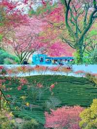 台品櫻花園看浪漫櫻花