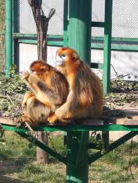 陝西西安秦嶺四寶科學公園