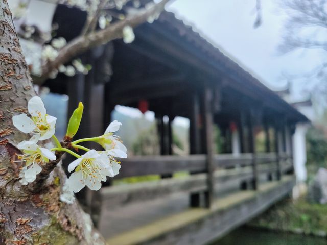 瑤灣花海