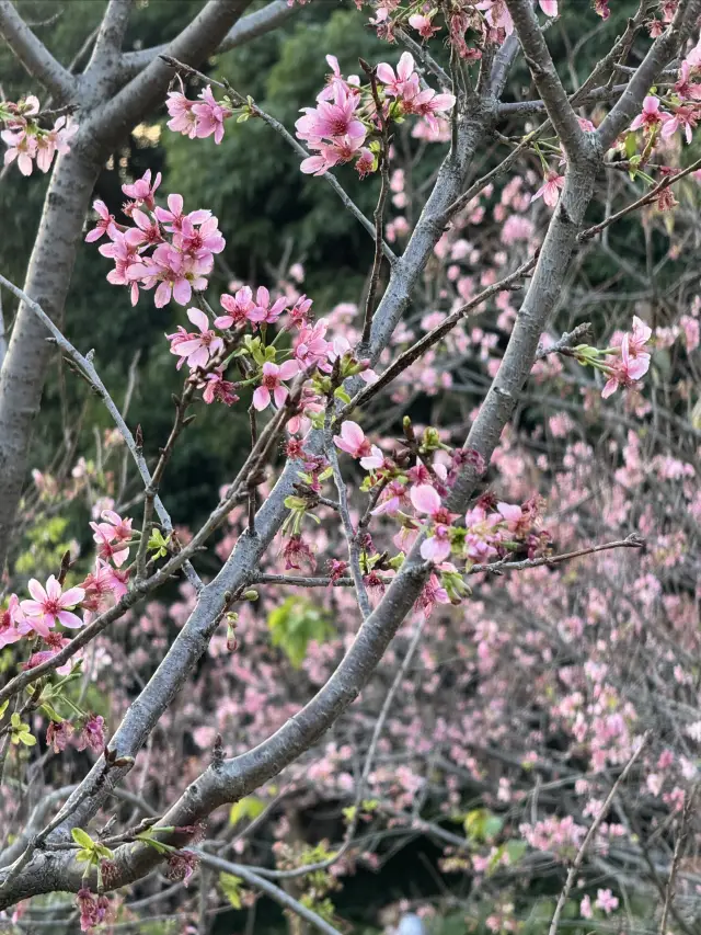 Luogang Xiangxue Children's Park Cherry Blossom Check-in Guide is here!