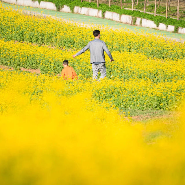 Yellow fields of Wuhan 🌼🦋