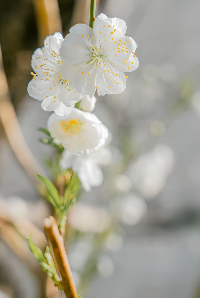 感謝網友推的雍和宮地鐵口的碧桃花