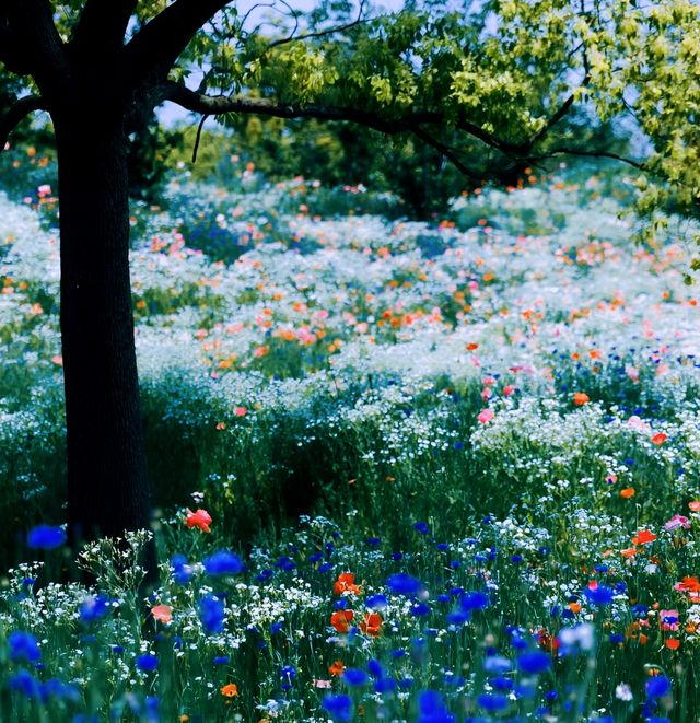 花香自來，百花開~