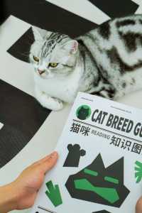 誰能拒絕如此可愛的貓咪體驗啊