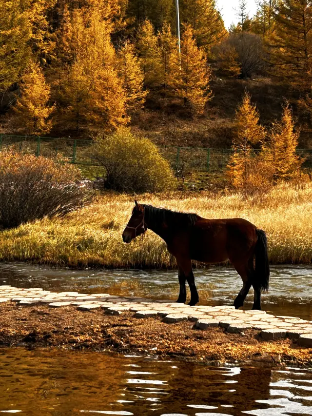 Saihanba has fulfilled my imagination of autumn