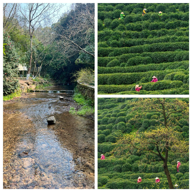 龍井村／滿眼的綠意茶色散步好去處