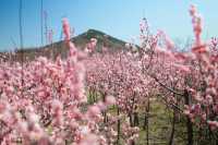 香水灣花開成海