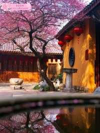 Beautiful Temple Surrounded by 🌸Blossoms🌸 