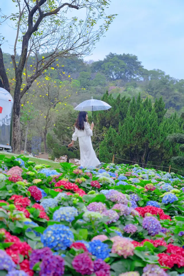 The romantic photo spot in Guangzhou on a rainy day is the hillside covered with blooming hydrangeas