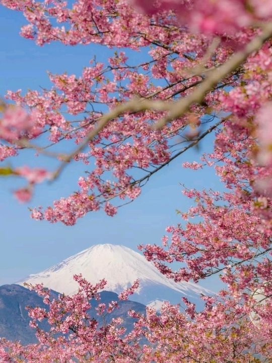 Fuji Mountain Cherry Appreciation Japan 🇯🇵
