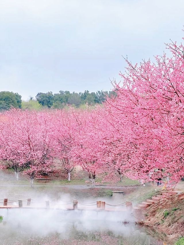 常寧百萬櫻花園