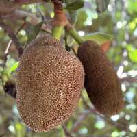 Tropical fruits you have never seen 