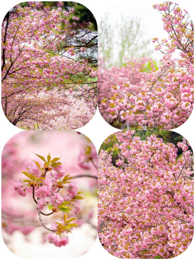 探秘城市裡的粉色仙境：朝陽公園櫻花谷