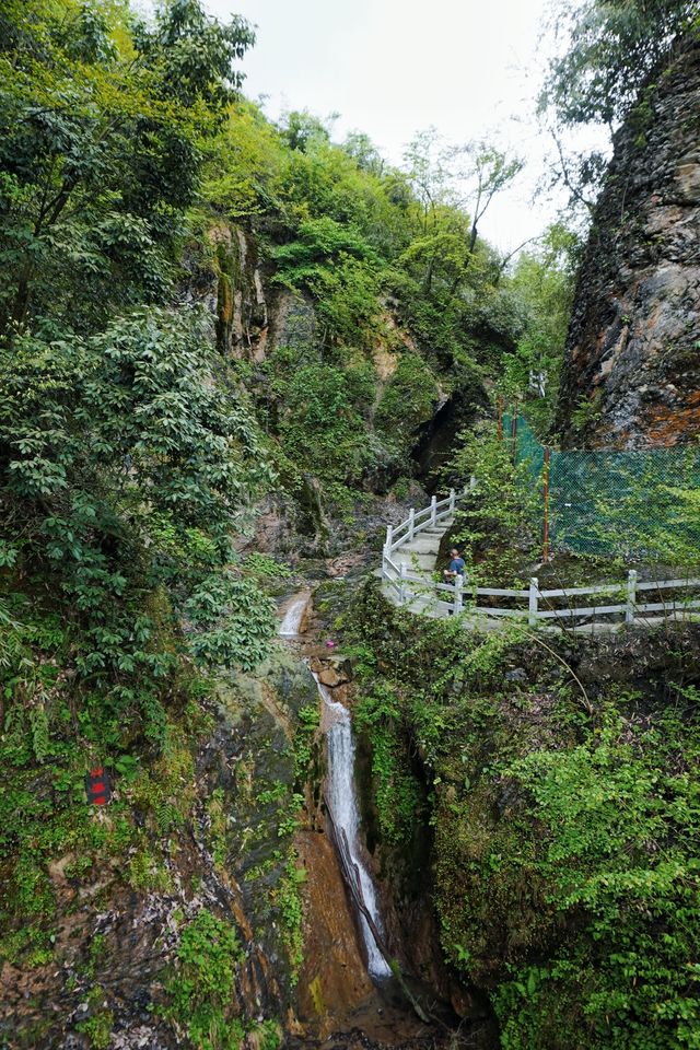 <《國家地理》沒騙我！四川這個森林秘境太美