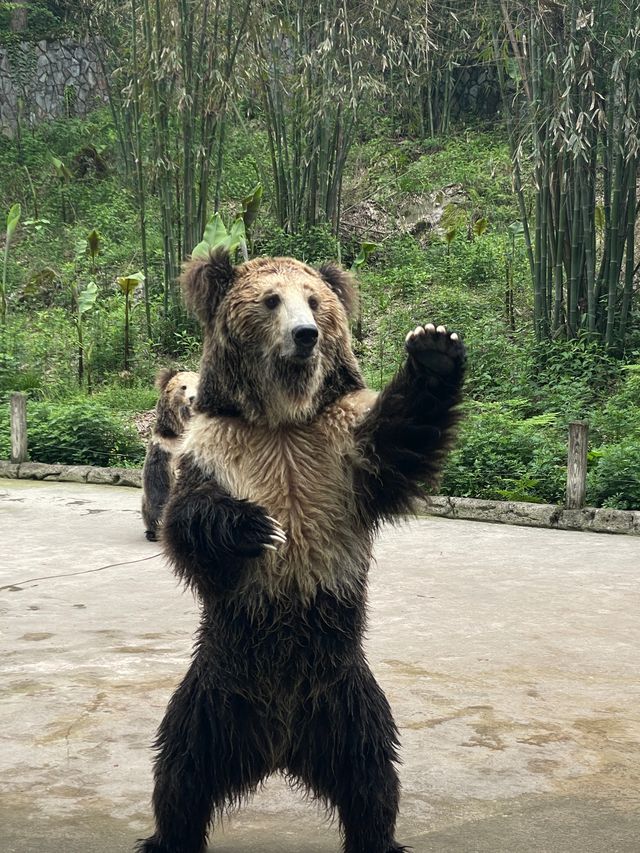 野生動物園裡有什麼