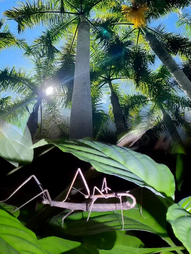 星光下的夢幻夜—中科植物園，星空，螢火蟲露營地體驗記