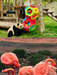 上海動物園親子遊必打卡