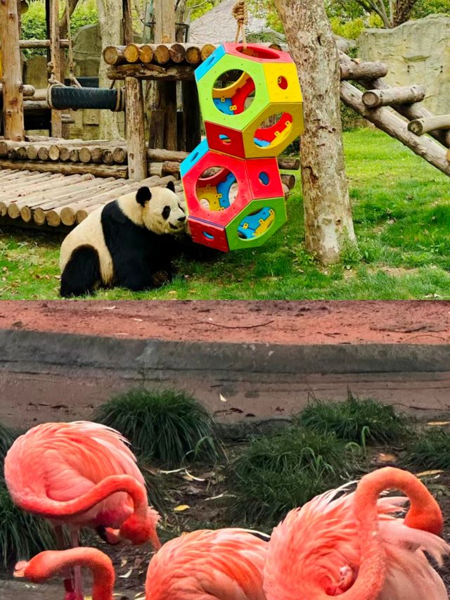 上海動物園親子遊必打卡