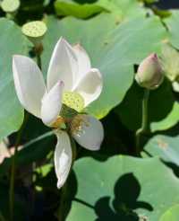 蓮花池公園～很幸運看到了的並蒂蓮