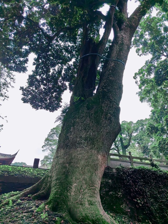 遇見寧靜：在雲峰寺找回內心的平和