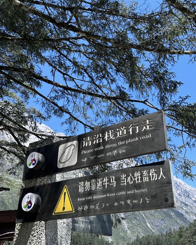 雲杉坪打卡隱藏在玉龍雪山的巨大草坪