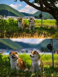 與秋田犬初次親密接觸-夏日陸奧千里行【十】。
