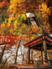 人生建議：一定要在秋天去一次光霧山看紅葉！