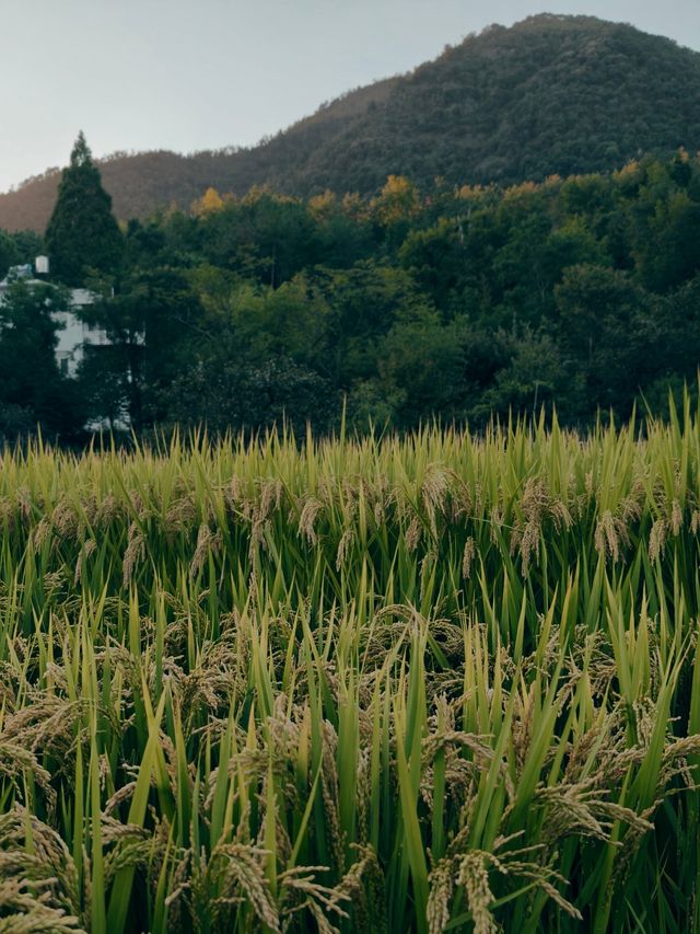 稻田實況！國清寺的稻田快成熟了。