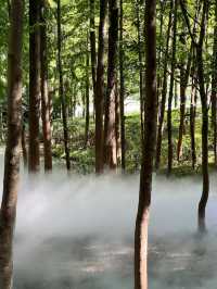 寧波日湖公園丨迷霧森林。