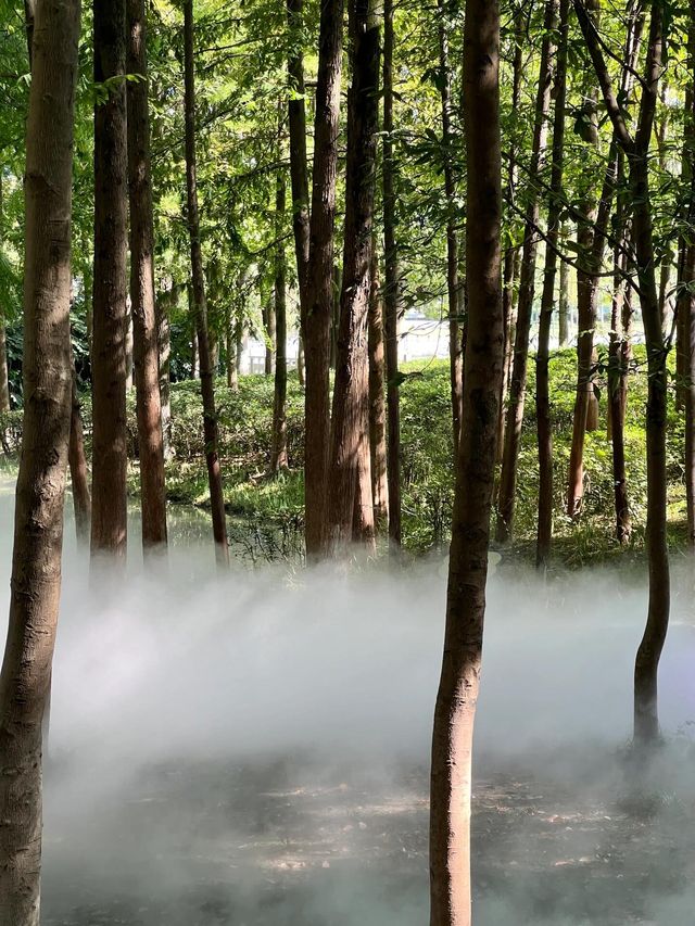 寧波日湖公園丨迷霧森林。