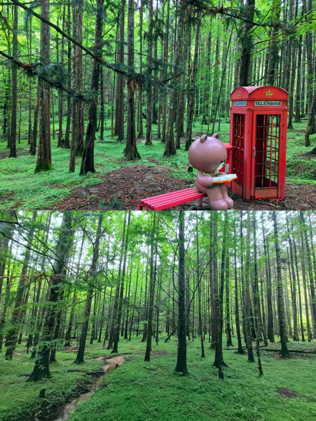 森林秘境,綠野仙蹤,洗肺聖地。 森林秘境,綠野仙蹤,洗肺聖地。
