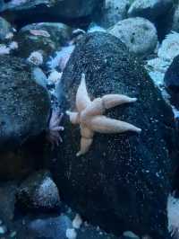 波士頓景點 | 新英格蘭水族館。