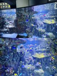 波士頓景點 | 新英格蘭水族館。