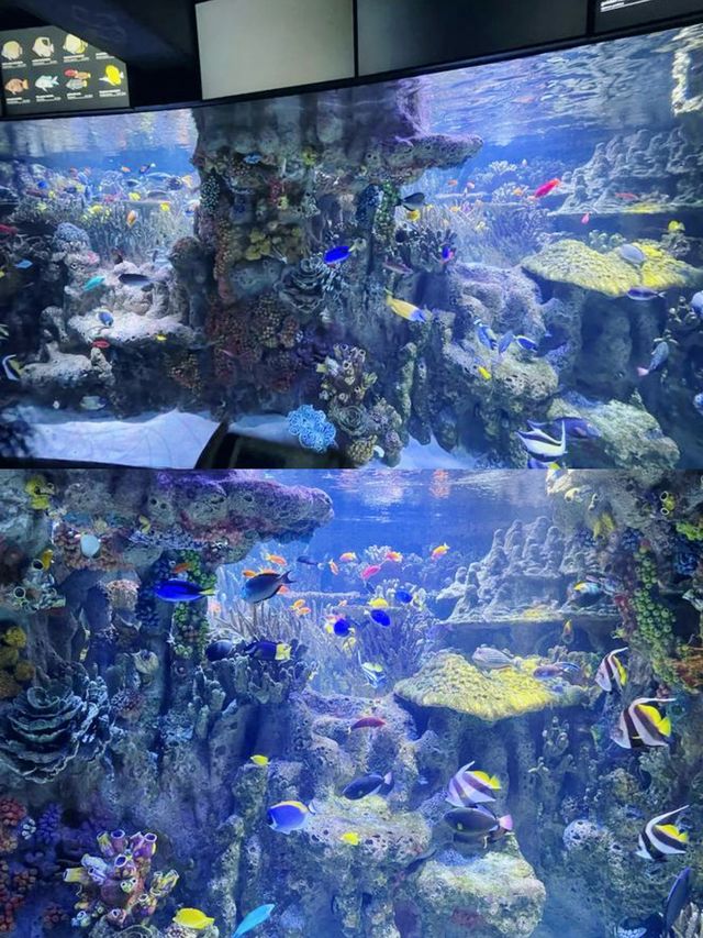 波士頓景點 | 新英格蘭水族館。