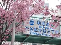 東京景點｜澀谷明治通櫻花盛放