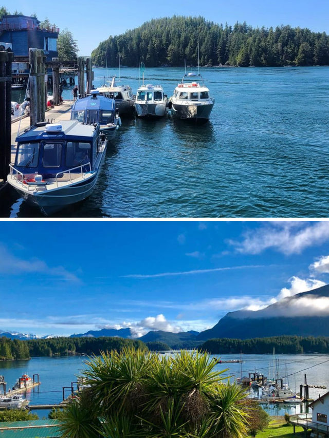 溫哥華出海觀鯨首推地點，一定是太平洋外海的 Tofino 托菲諾。