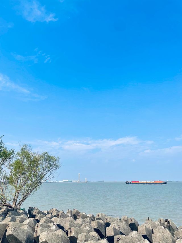 上海濱江森林公園花海谷｜拍照絕美地。