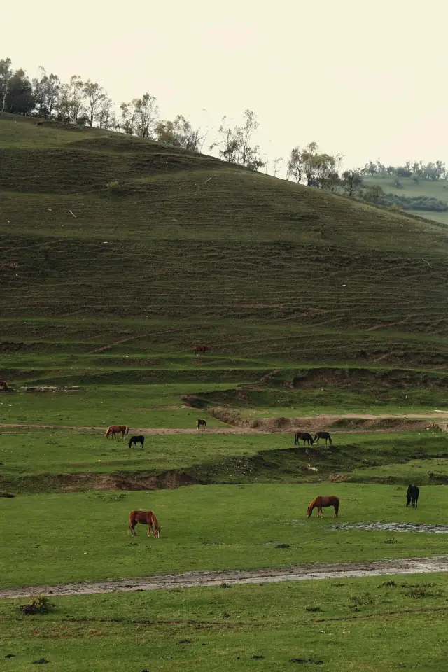 陝西關山牧場|樂趣無窮。