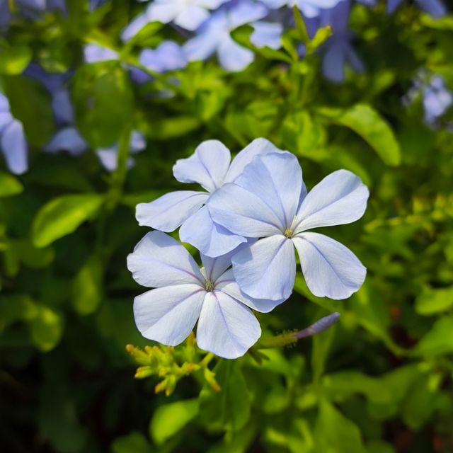 坪洲花市‖逛完花市來特產店買點。
