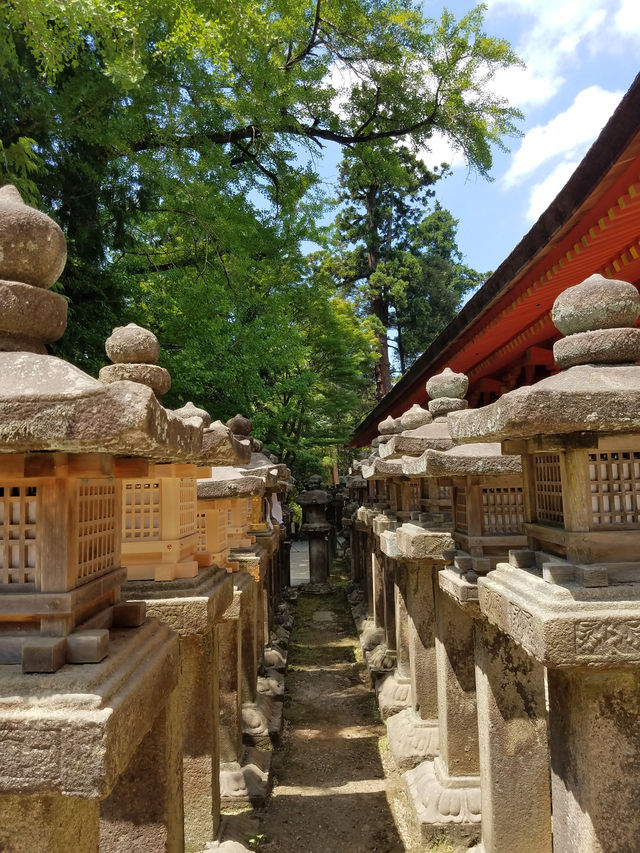 奈良公園：見「鹿」長壽吉祥。