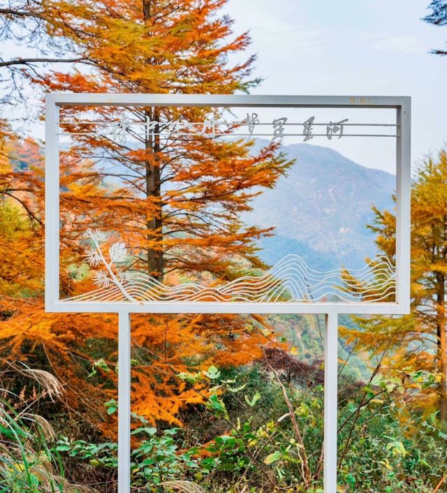 江浙滬周邊賞秋好去處 | 中國金錢松森林公園。