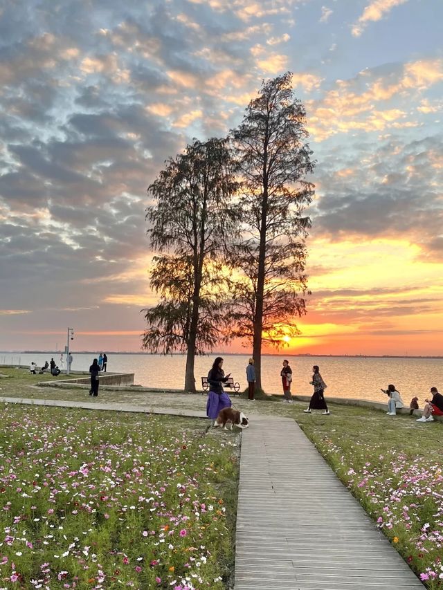 上海自駕1小時小眾旅遊地|定山湖大花海。