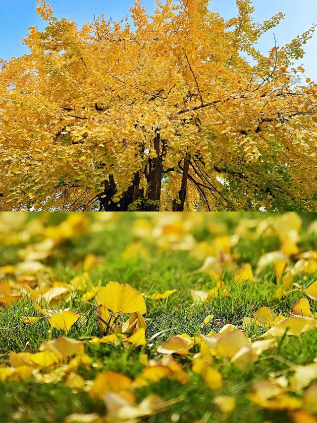成都百花潭銀杏‖賞秋打卡避坑攻略。